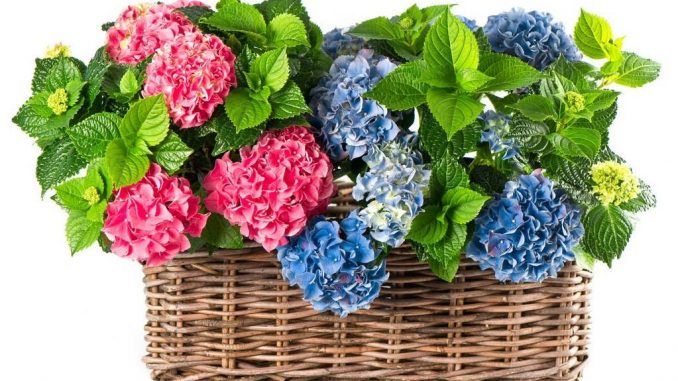 Молд лист гортензії (реалістичний) № 3