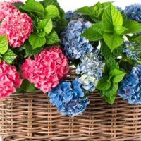 Молд лист гортензії (реалістичний) № 3