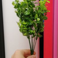 Кущик Самшита