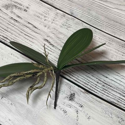 Листья Орхидеи маленькие 22 см